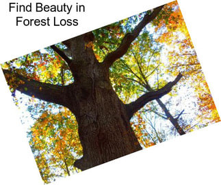 Find Beauty in Forest Loss