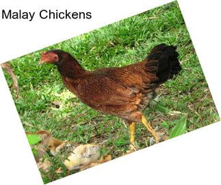 Malay Chickens