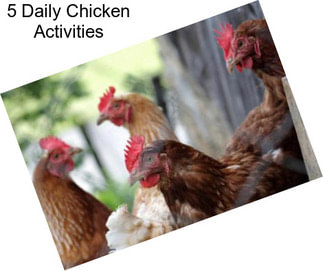 5 Daily Chicken Activities