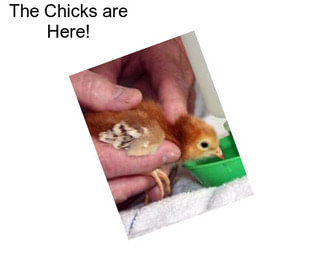 The Chicks are Here!