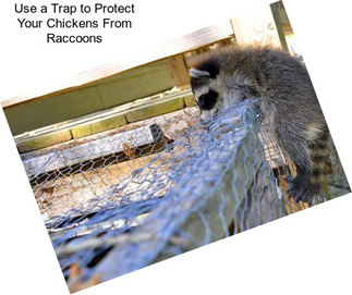 Use a Trap to Protect Your Chickens From Raccoons