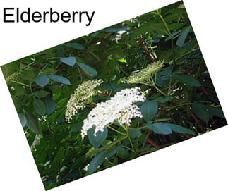 Elderberry