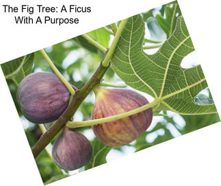 The Fig Tree: A Ficus With A Purpose