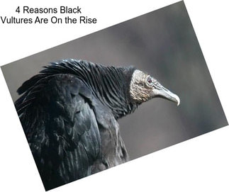 4 Reasons Black Vultures Are On the Rise
