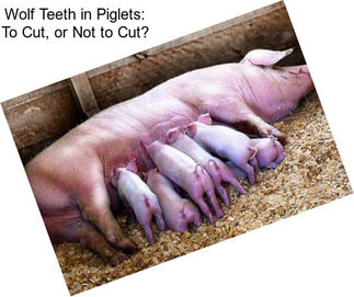 Wolf Teeth in Piglets: To Cut, or Not to Cut?