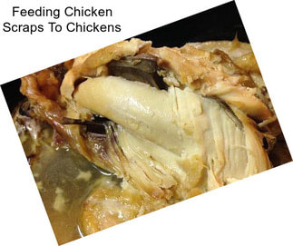 Feeding Chicken Scraps To Chickens