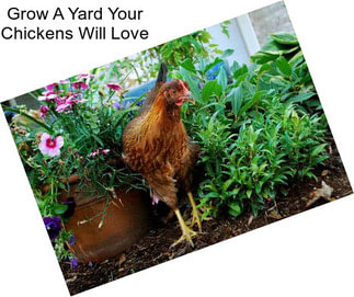 Grow A Yard Your Chickens Will Love