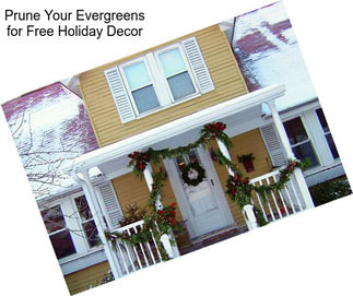 Prune Your Evergreens for Free Holiday Decor