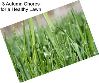 3 Autumn Chores for a Healthy Lawn