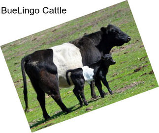 BueLingo Cattle