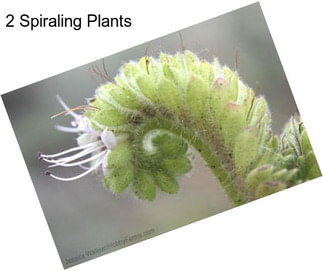 2 Spiraling Plants
