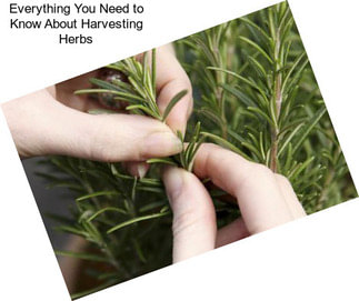 Everything You Need to Know About Harvesting Herbs