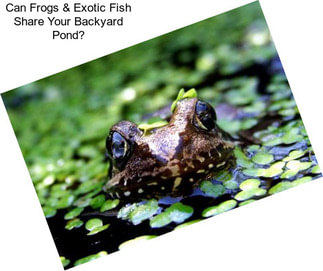 Can Frogs & Exotic Fish Share Your Backyard Pond?