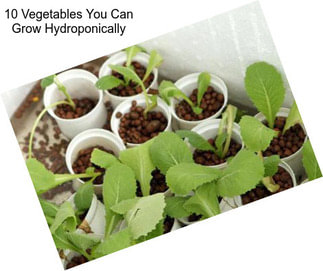 10 Vegetables You Can Grow Hydroponically