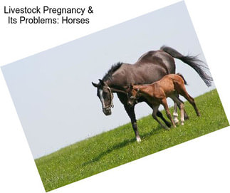 Livestock Pregnancy & Its Problems: Horses