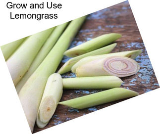 Grow and Use Lemongrass