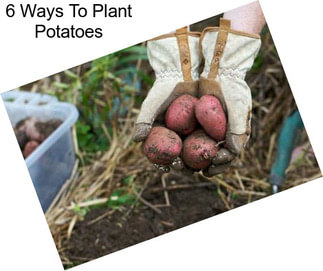6 Ways To Plant Potatoes