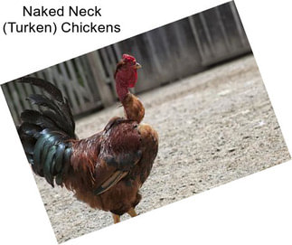 Naked Neck (Turken) Chickens