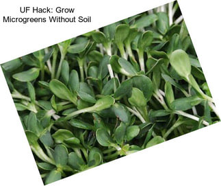 UF Hack: Grow Microgreens Without Soil