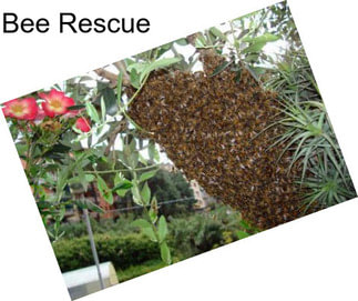 Bee Rescue