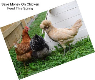 Save Money On Chicken Feed This Spring