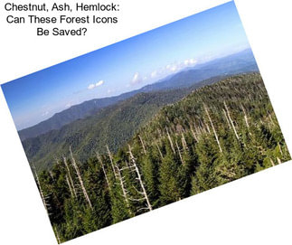 Chestnut, Ash, Hemlock: Can These Forest Icons Be Saved?