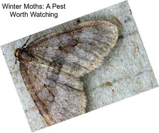 Winter Moths: A Pest Worth Watching