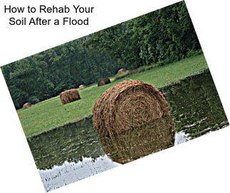 How to Rehab Your Soil After a Flood