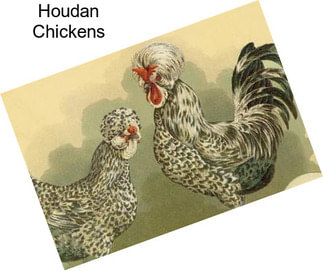 Houdan Chickens