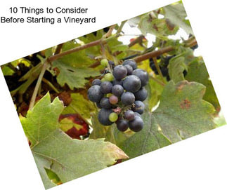 10 Things to Consider Before Starting a Vineyard