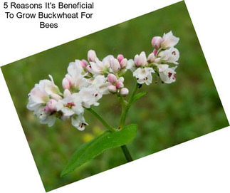 5 Reasons It\'s Beneficial To Grow Buckwheat For Bees
