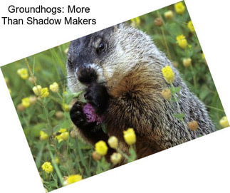 Groundhogs: More Than Shadow Makers