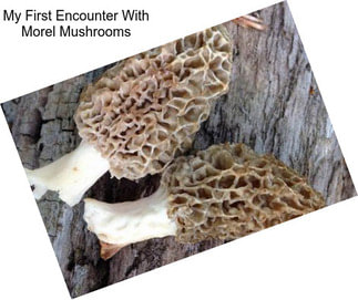 My First Encounter With Morel Mushrooms