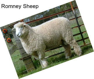 Romney Sheep