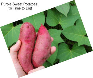 Purple Sweet Potatoes: It\'s Time to Dig!