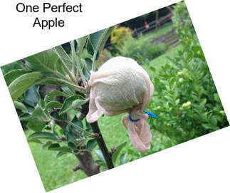 One Perfect Apple