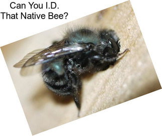 Can You I.D. That Native Bee?