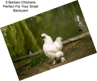 5 Bantam Chickens Perfect For Your Small Backyard