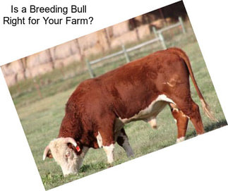 Is a Breeding Bull Right for Your Farm?