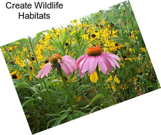 Create Wildlife Habitats