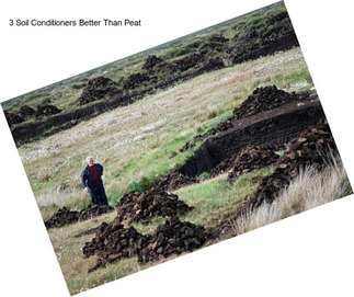 3 Soil Conditioners Better Than Peat