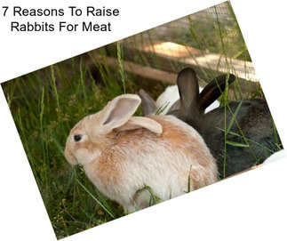 7 Reasons To Raise Rabbits For Meat