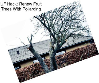 UF Hack: Renew Fruit Trees With Pollarding