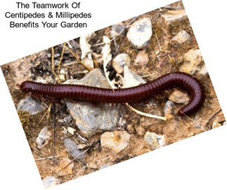 The Teamwork Of Centipedes & Millipedes Benefits Your Garden