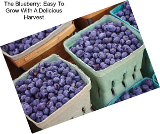 The Blueberry: Easy To Grow With A Delicious Harvest