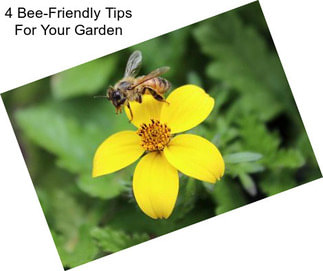 4 Bee-Friendly Tips For Your Garden