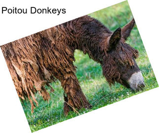 Poitou Donkeys