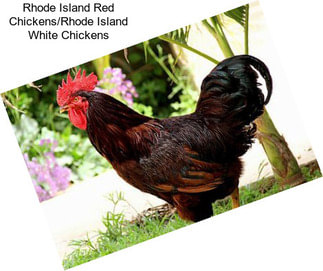 Rhode Island Red Chickens/Rhode Island White Chickens