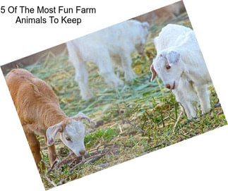 5 Of The Most Fun Farm Animals To Keep