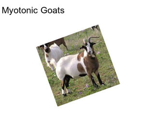 Myotonic Goats